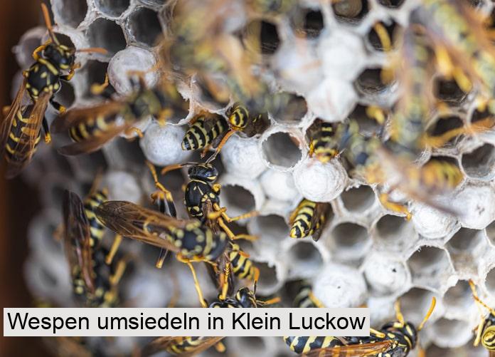 Wespen umsiedeln in Klein Luckow